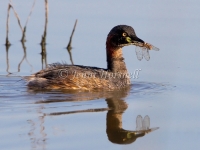Australasian Grebe - Tachybaptus novaehollandiae 3563