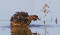 Australasian Grebe - Tachybaptus novaehollandiae 3581