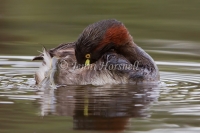 Australasian Grebe - Tachybaptus novaehollandiae 7622