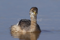 Australasian Grebe - Tachybaptus novaehollandiae 7854