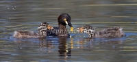 Australasian Grebe - Tachybaptus novaehollandiae 9654