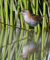 Baillon's Crake - Porzana pusilla -2