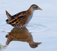 Baillon's Crake - Porzana pusilla 5586