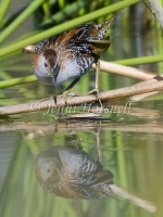 Baillon's Crake - Porzana pusilla