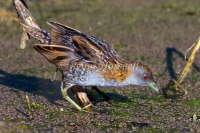 Baillon's Crake - Porzana pusilla 7560