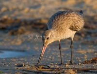 Bar-tailed Godwit - Limosa lapponica 3448