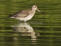 Bar-tailed Godwit - Limosa lapponica 3469