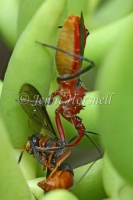 Orange Assassin Bug with Wasp - Gminatus australis 2408