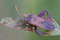 Clown Bug - Amorbus robustus 3046