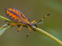 Clown Bug Nymph - Amorbus robustus  4448