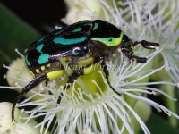 Fiddler Beetle - Eupoecila australasiae 4862
