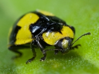 Fungus-eating Ladybird - Illeis galbula 7245