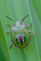 Green Vegetable Bug Nymph - Nezara viridula