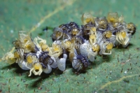Hatchings