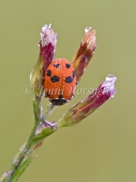 Amber Ladybird - Hippodamia variegata5872