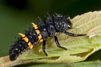 Common Spotted Ladybird Larvae - Harmonia conformis 0015