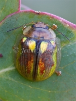 Leaf Beetle 3699