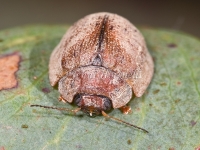 Leaf Beetle 4104
