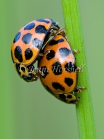 Common Spotted Ladybirds Mating - Harmonia conformis 0438