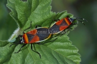 Harlequin Bugs Mating - Dindymus versicolor