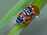 Amber Ladybirds Mating - Hippodamia variegata 0105