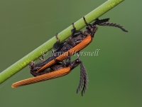 Lycid Beetles Mating - Porrostoma sp 1995