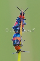 Pollen Beetles Mating  -  Dicranolaius bellulus 2184