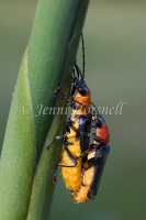 Tricolour Soldier Beetles - Chauliognathus tricolor 5035