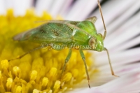 Green Mirid - Creontiades dilutus 7542