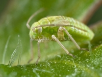 Green Mirid Nymph - Creontiades dilutus  7190