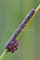 Newly Hatched Shield Bugs 0287