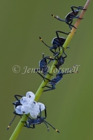 Newly Hatched Shield Bugs 2857