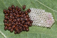 Newly Hatched Shield Bugs 4612