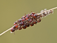 Newly Hatched Shield Bugs 5409