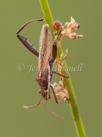 Pacific Damsel Bug - Nabis kinbergii 4599