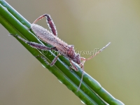 Pacific Damsel Bug - Nabis kinbergii 5838