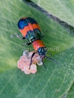 Pollen Beetle raiding eggs - Dicranolaius bellulus 9915