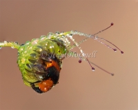 Pollen Beetle trapped in Sundew 825