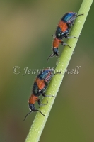 Pollen Beetles - Dicranolaius bellulus