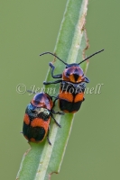 Red  Blue Bugs 9973