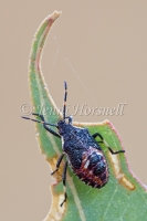 Spined Predatory Shield Bug Nymph -  Oechalia schellenbergii 5977