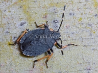 Stink Bug 4465