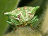 Red Green Spined Stink Bug Nymph -  Morna florens 7554