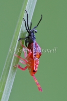 Stink Bug Nymph Moulting 5637