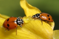 Spotted Amber Ladybirds Feeding - Hippodamia variegata