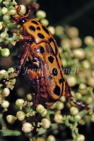 Spotted Flower Chaffer -  Neorrhina punctatum