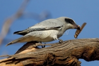 Black-faced Cuckoo-shrike - Coracina novaehollandiae 6017
