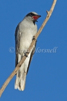 Black-faced Cuckoo-shrike - Coracina novaehollandiae 9757