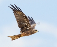 Black Kite - Milvus migrans 43341
