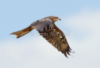 Black Kite - Milvus migrans 43342